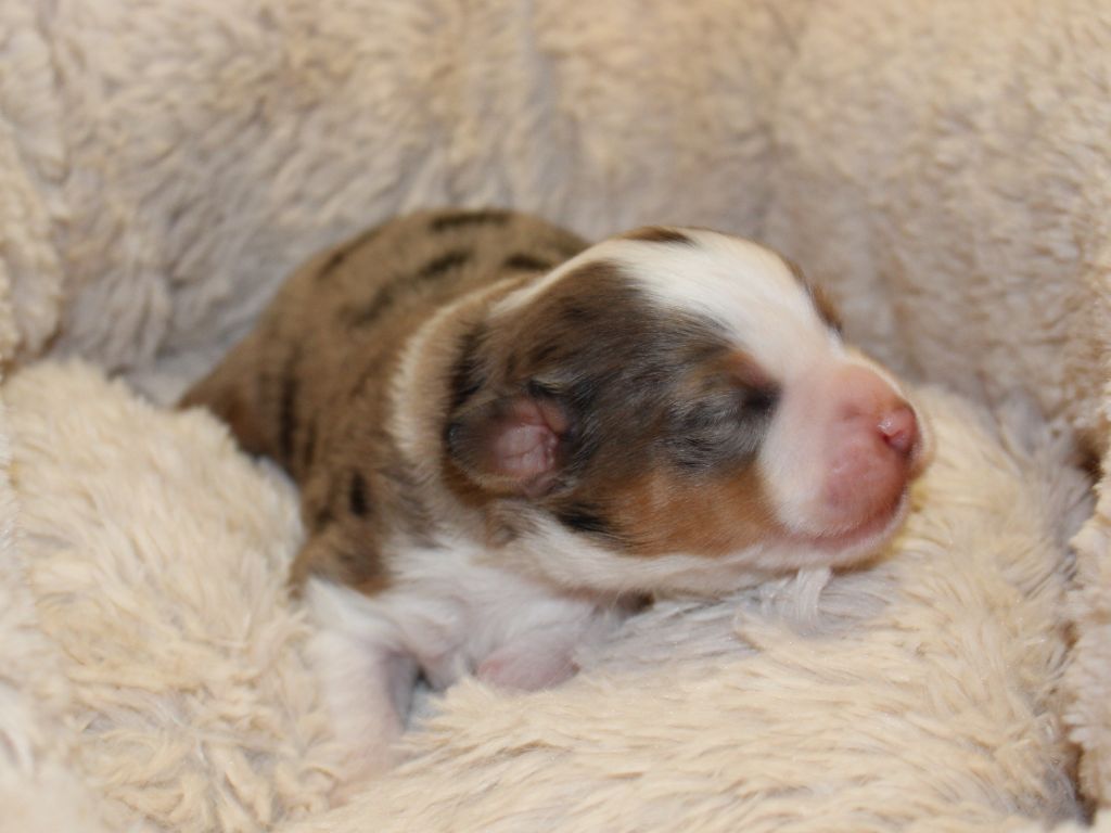 du clos d'Arlequin - Chiots disponibles - Berger Américain Miniature 