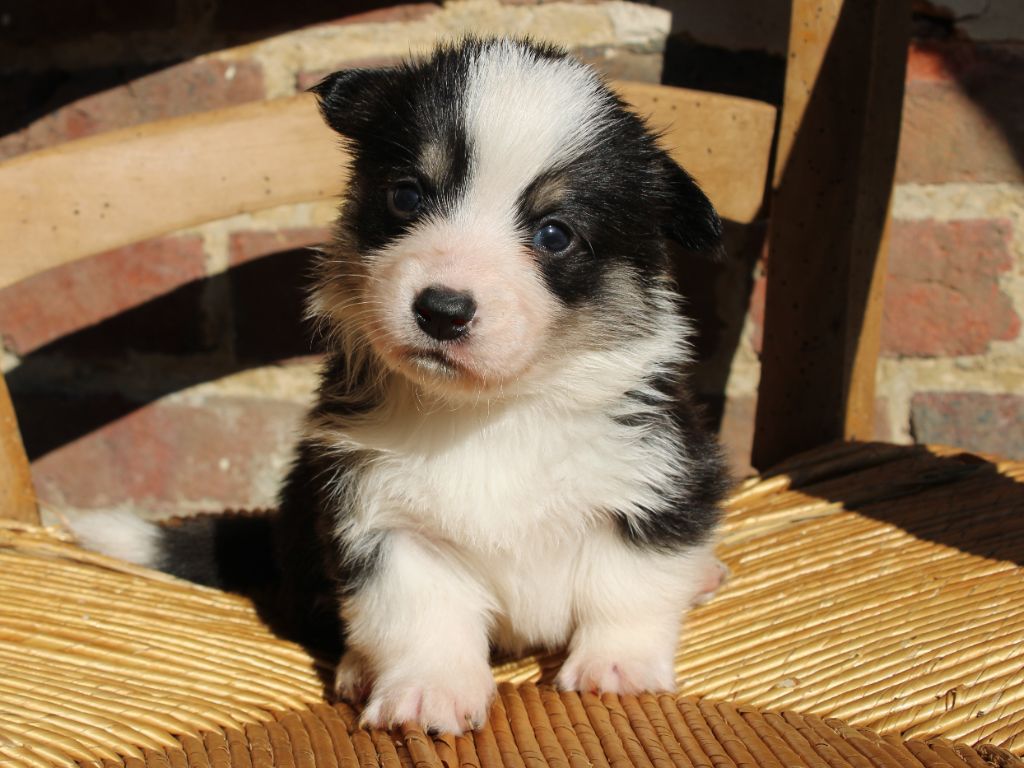 du clos d'Arlequin - Chiots disponibles - Welsh Corgi Pembroke