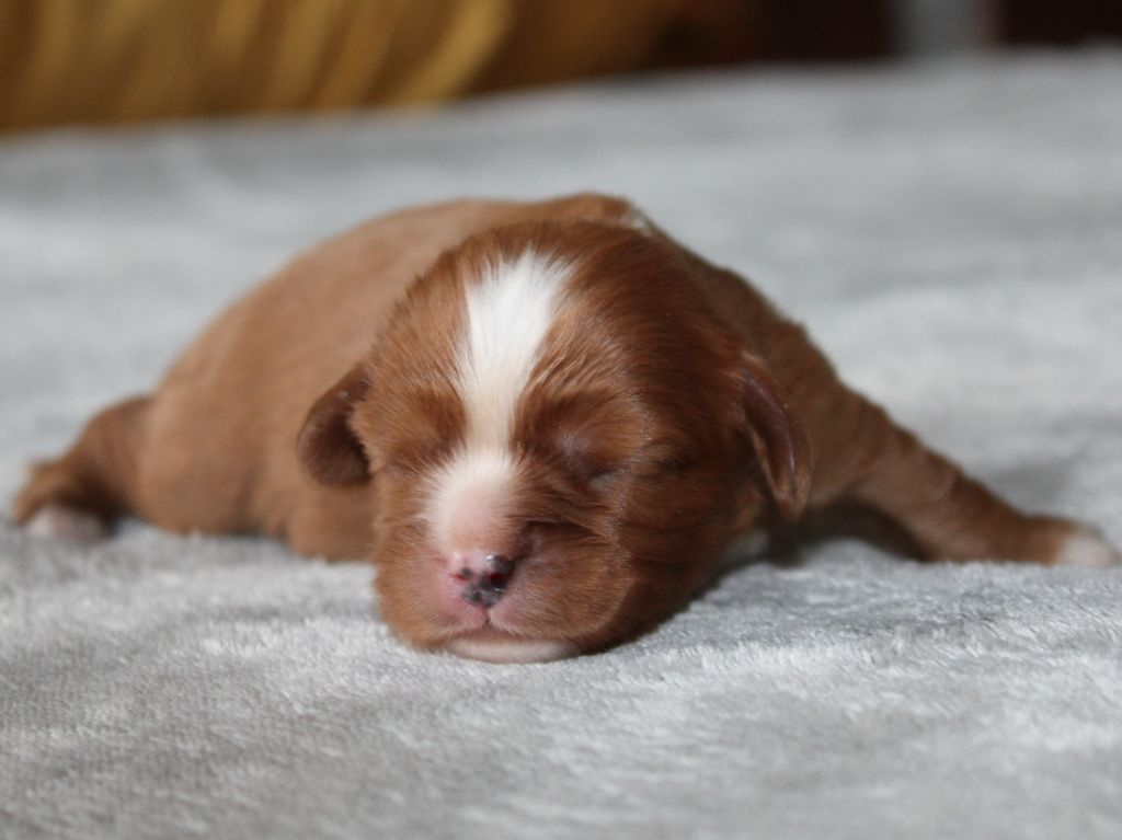 du clos d'Arlequin - Chiots disponibles - Cavalier King Charles Spaniel