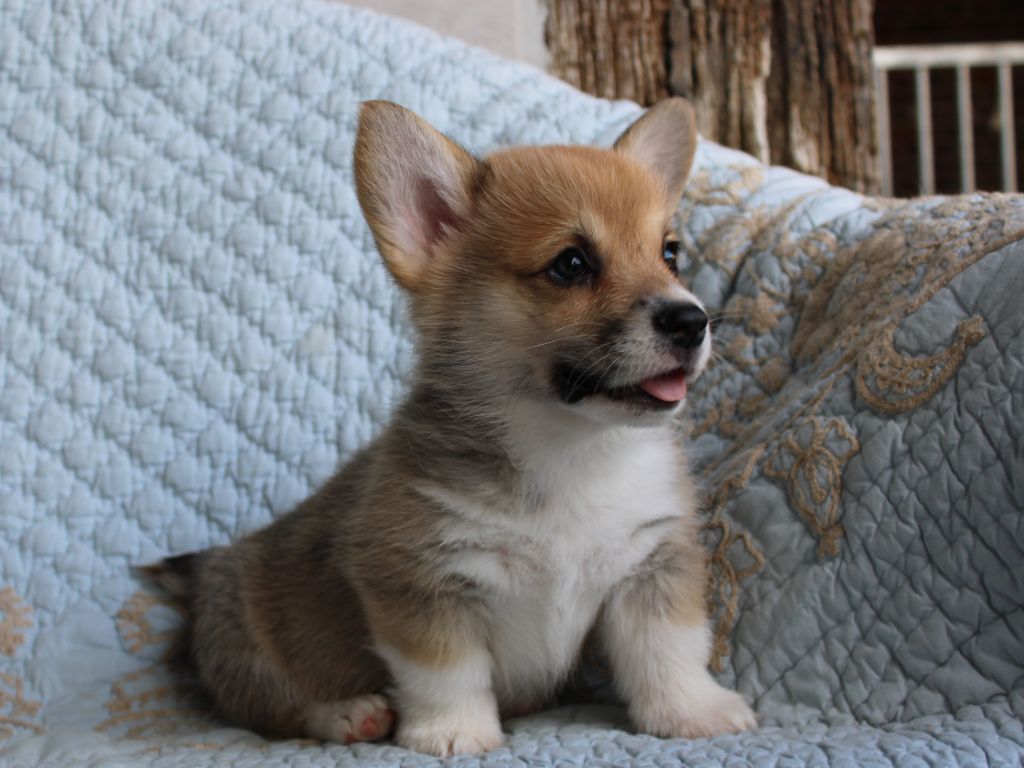 du clos d'Arlequin - Chiots disponibles - Welsh Corgi Pembroke