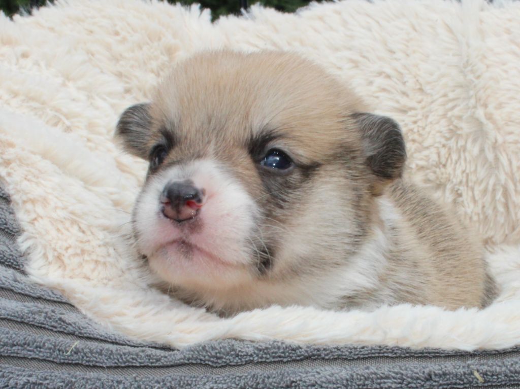 CHIOT 1
