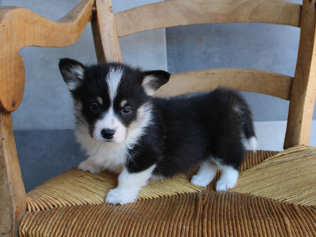 du clos d'Arlequin - Chiots disponibles - Welsh Corgi Pembroke