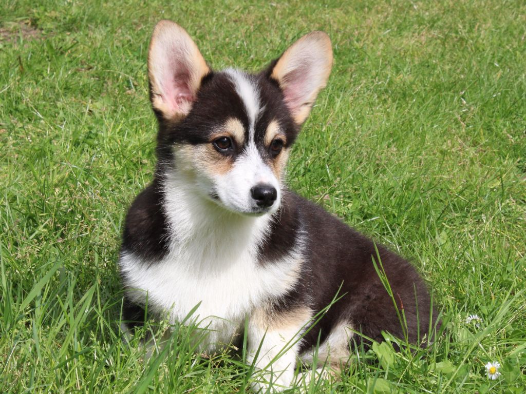 Chiot Welsh Corgi Pembroke du clos d'Arlequin