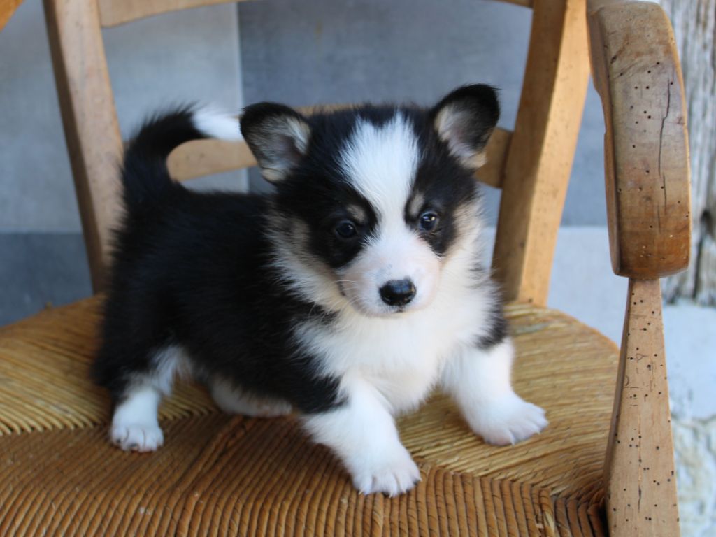 du clos d'Arlequin - Chiots disponibles - Welsh Corgi Pembroke