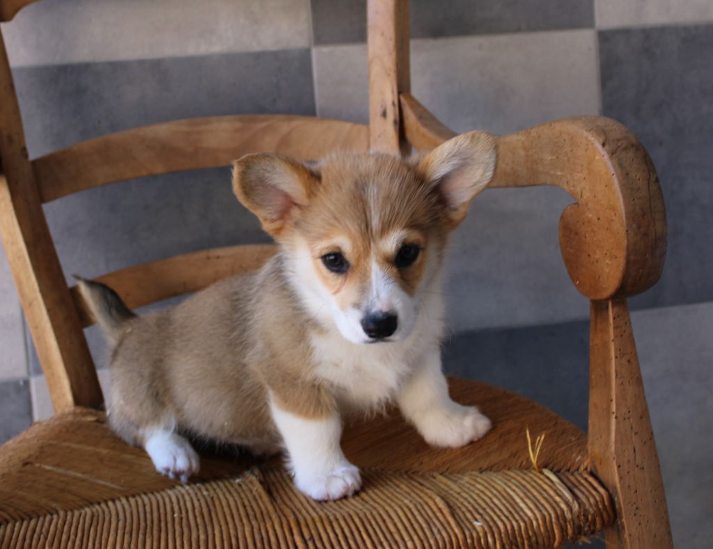 du clos d'Arlequin - Welsh Corgi Pembroke - Portée née le 06/06/2025