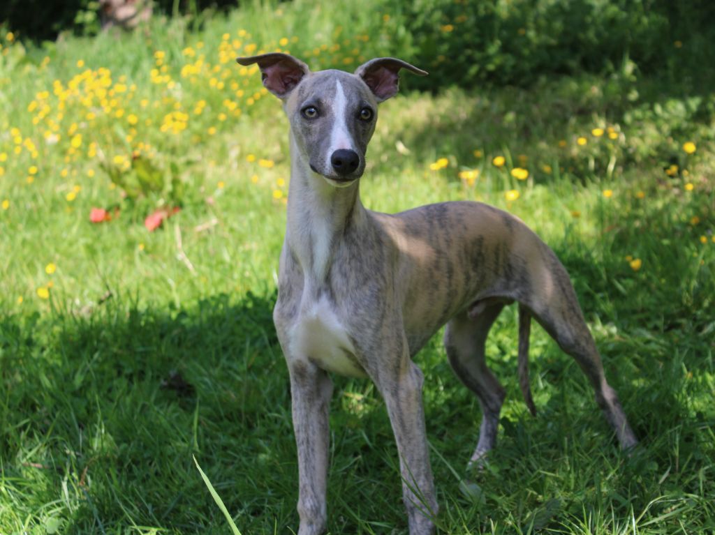 du clos d'Arlequin - Chiots disponibles - Whippet