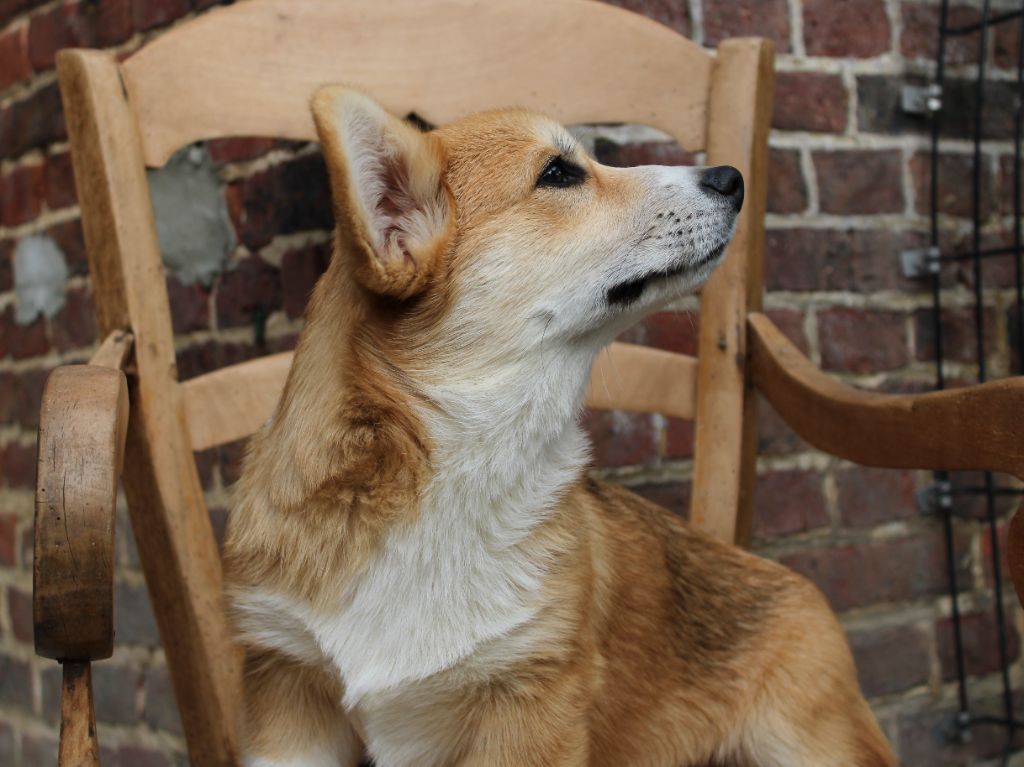 du clos d'Arlequin - Welsh Corgi Pembroke - Portée née le 06/06/2025