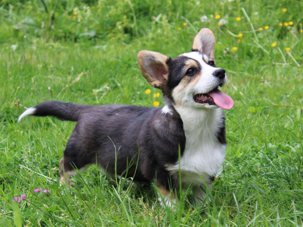 du clos d'Arlequin - Chiots disponibles - Welsh Corgi Pembroke