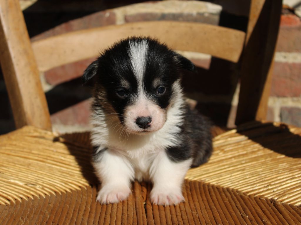du clos d'Arlequin - Chiots disponibles - Welsh Corgi Pembroke