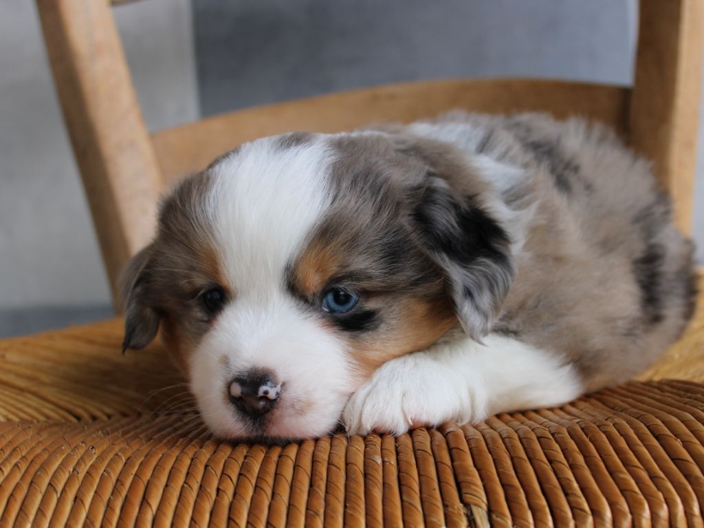 Chiot Berger Américain Miniature  du clos d'Arlequin