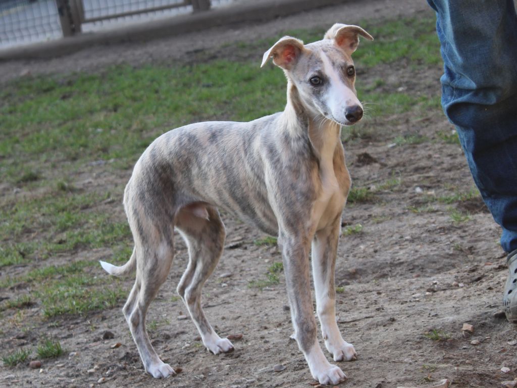 du clos d'Arlequin - Chiots disponibles - Whippet