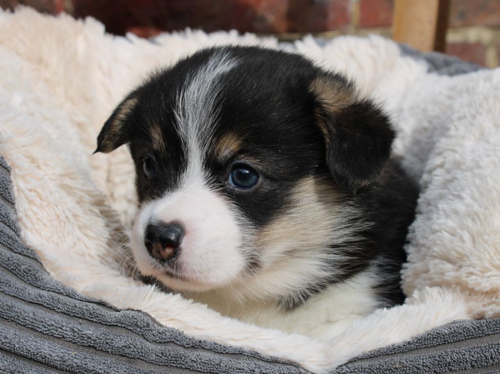 du clos d'Arlequin - Welsh Corgi Pembroke - Portée née le 13/09/2025