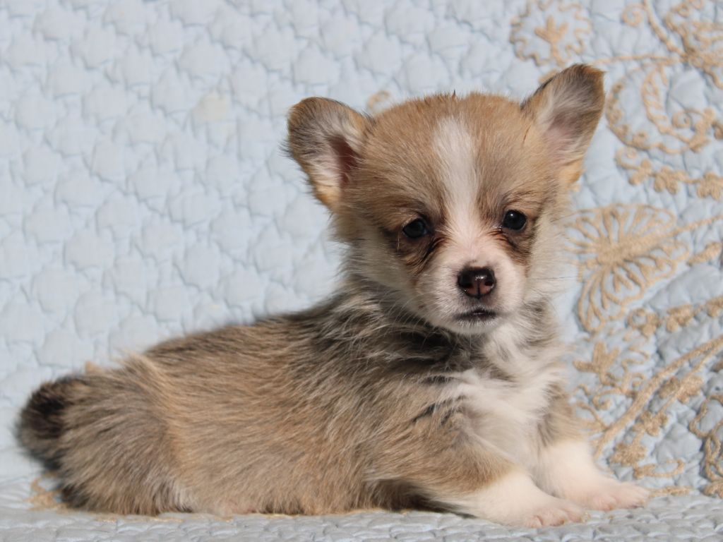 du clos d'Arlequin - Chiots disponibles - Welsh Corgi Pembroke