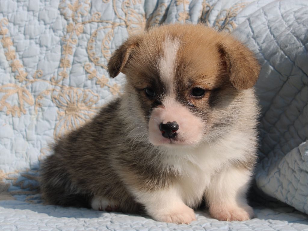 du clos d'Arlequin - Chiots disponibles - Welsh Corgi Pembroke