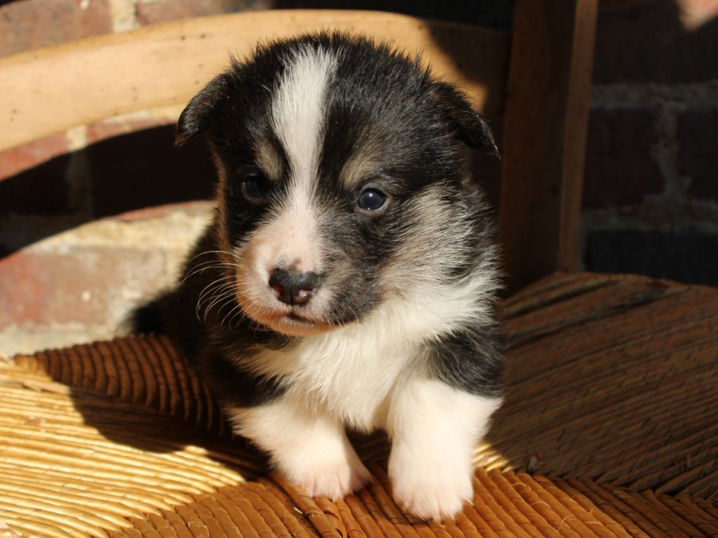 du clos d'Arlequin - Chiots disponibles - Welsh Corgi Pembroke