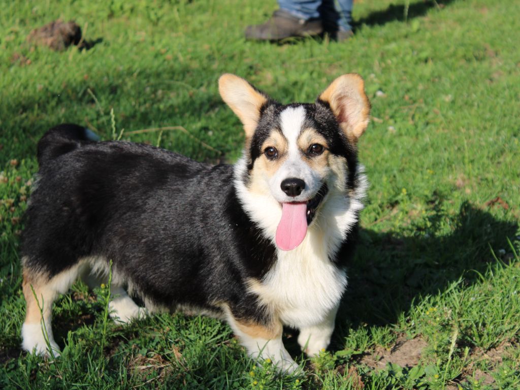 du clos d'Arlequin - Chiots disponibles - Welsh Corgi Pembroke