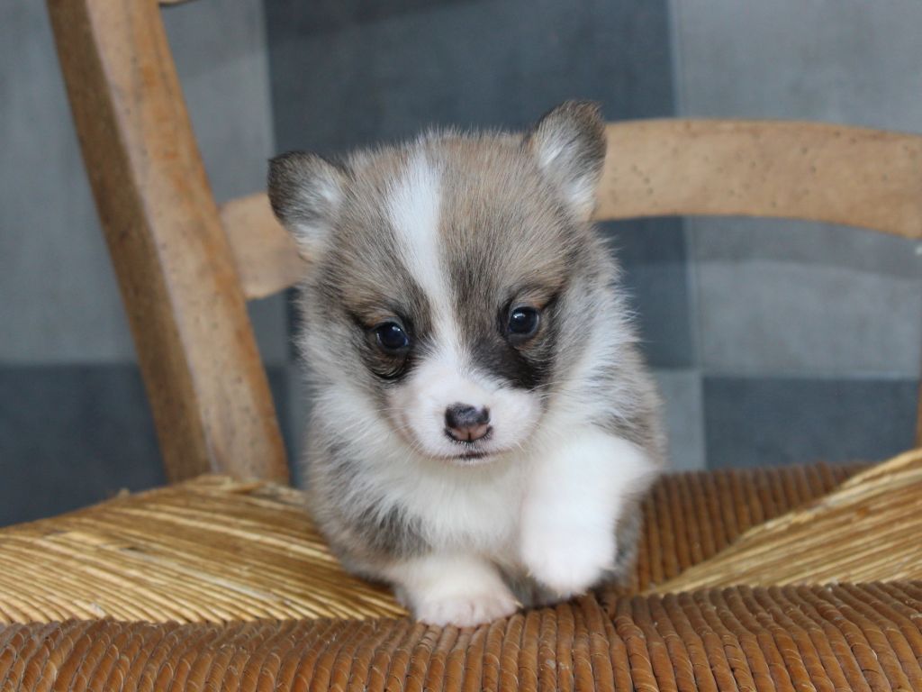 du clos d'Arlequin - Chiots disponibles - Welsh Corgi Pembroke