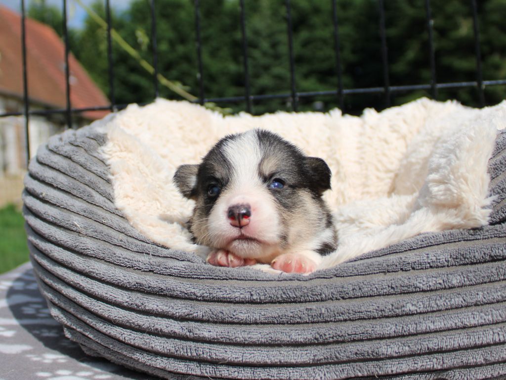 CHIOT 4