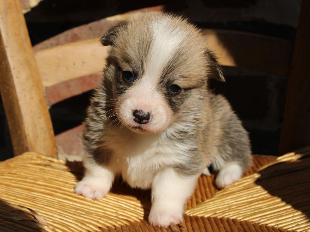 du clos d'Arlequin - Chiots disponibles - Welsh Corgi Pembroke