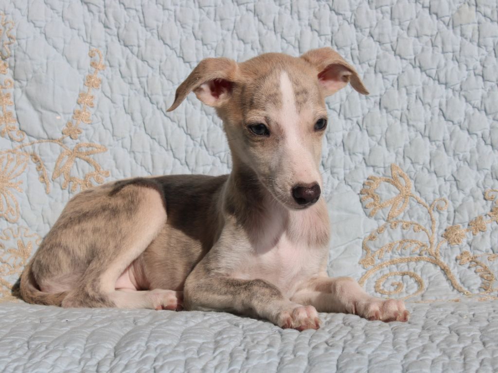 du clos d'Arlequin - Chiots disponibles - Whippet