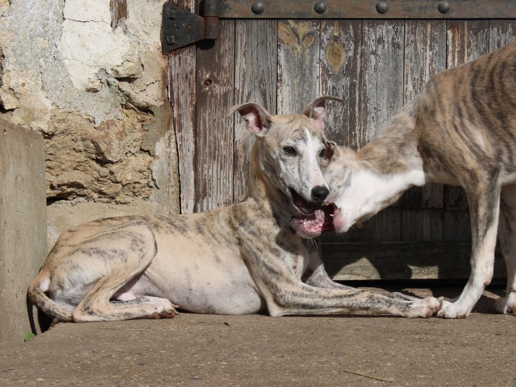 du clos d'Arlequin - Chiots disponibles - Whippet