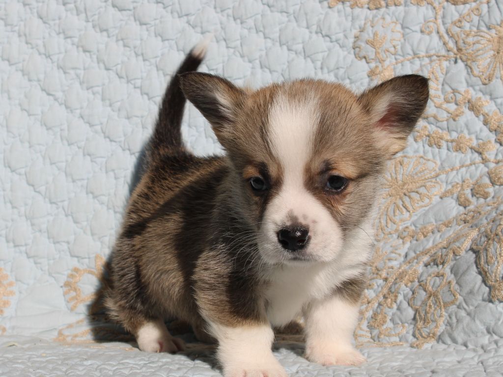 du clos d'Arlequin - Chiots disponibles - Welsh Corgi Pembroke