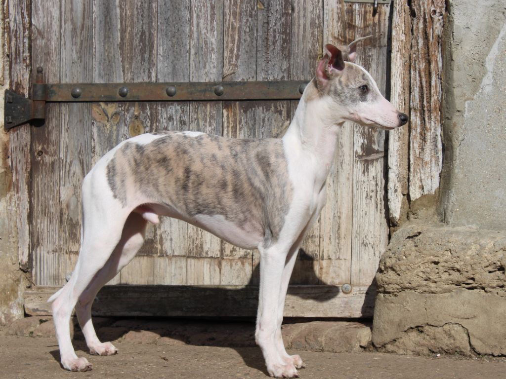 du clos d'Arlequin - Chiots disponibles - Whippet