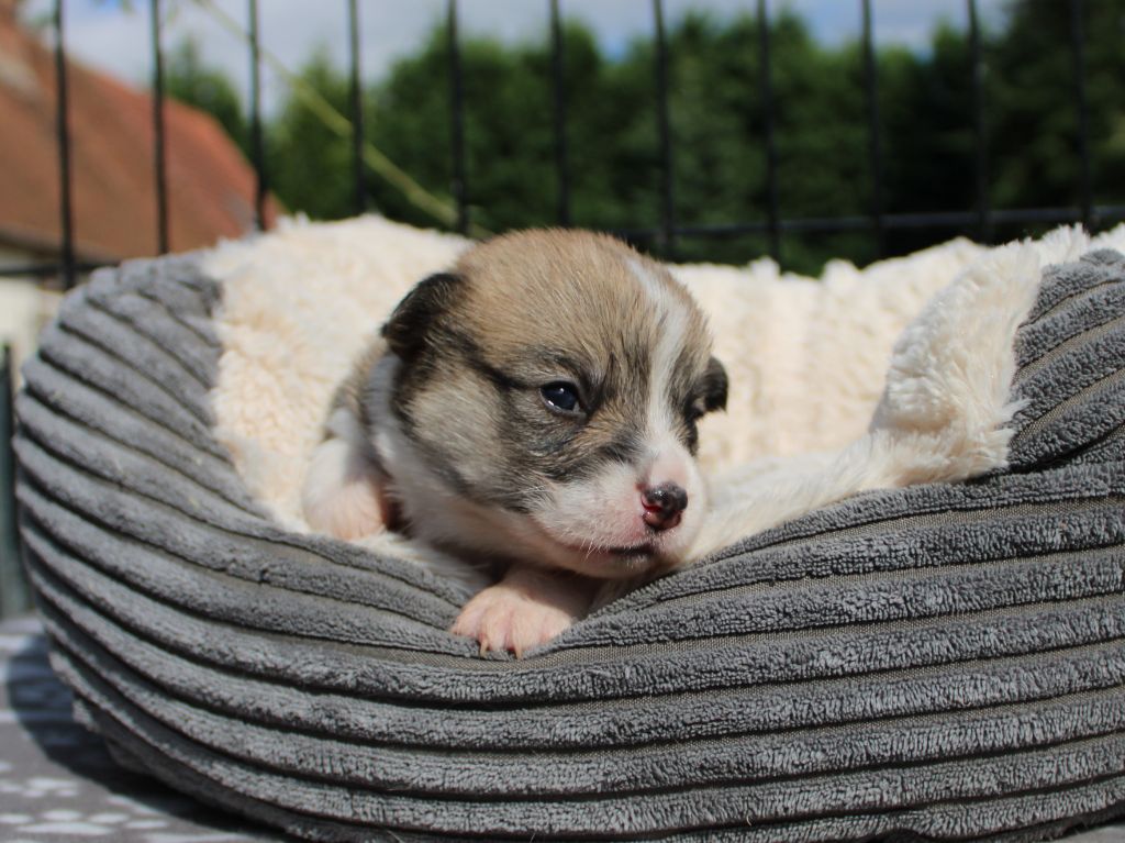 CHIOT 5