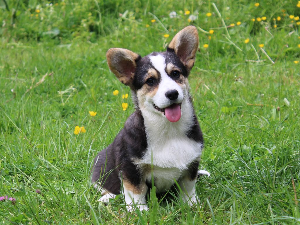 du clos d'Arlequin - Welsh Corgi Pembroke - Portée née le 17/01/2025