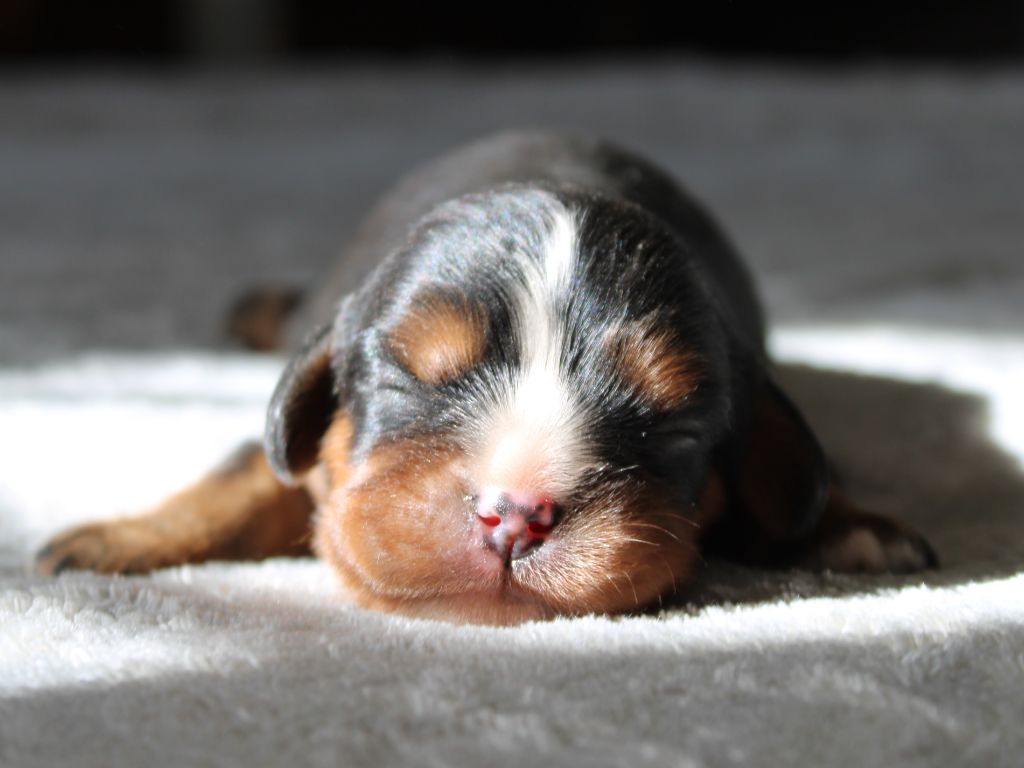 du clos d'Arlequin - Chiots disponibles - Cavalier King Charles Spaniel