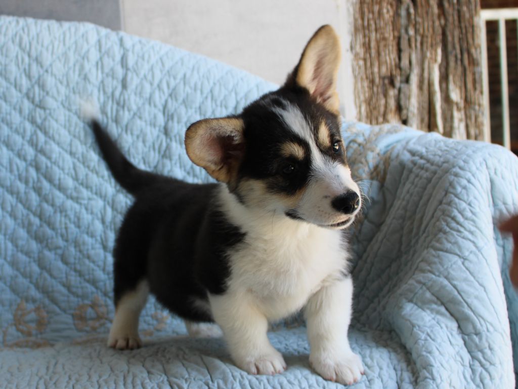 du clos d'Arlequin - Chiots disponibles - Welsh Corgi Pembroke