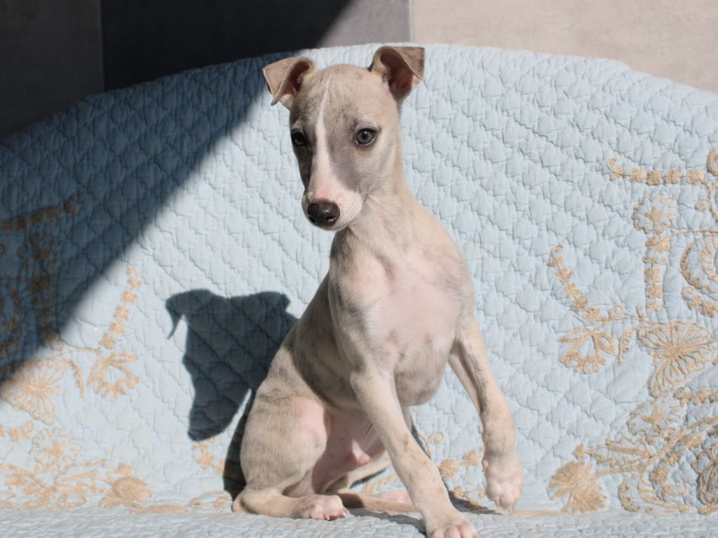 du clos d'Arlequin - Chiots disponibles - Whippet