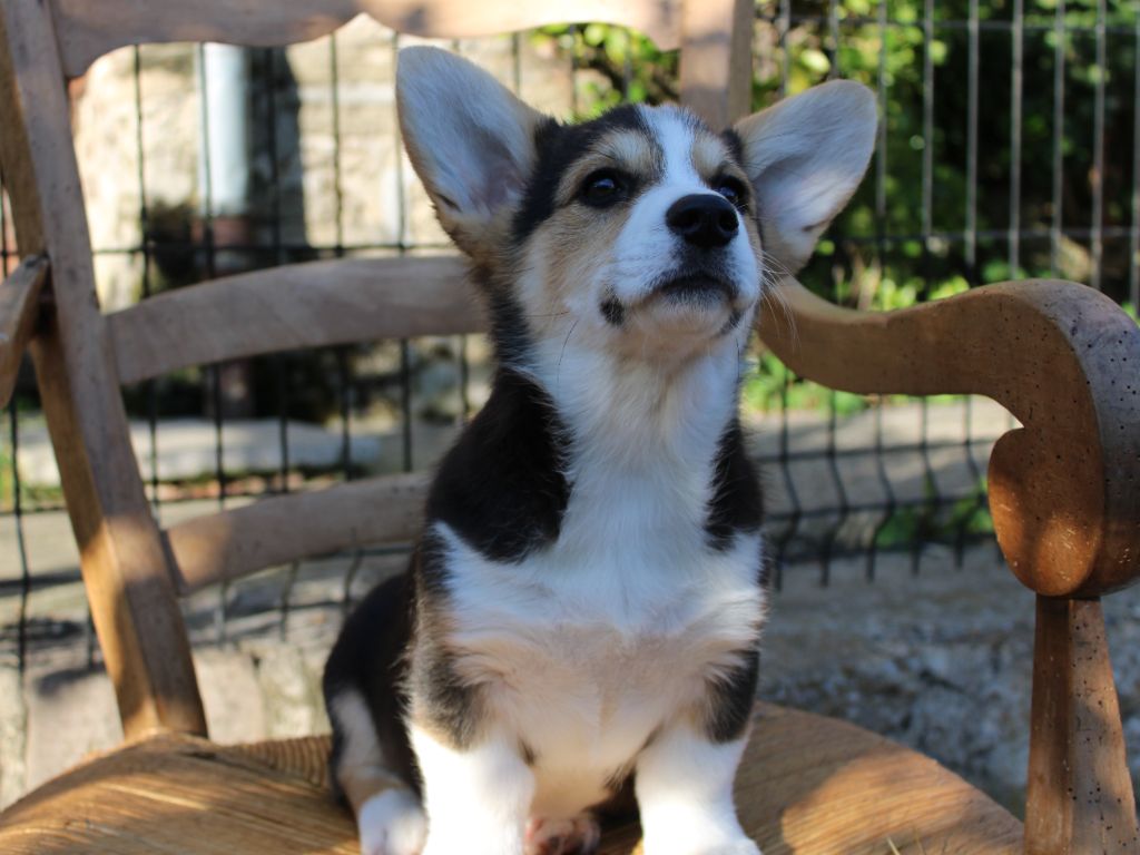 du clos d'Arlequin - Chiots disponibles - Welsh Corgi Pembroke
