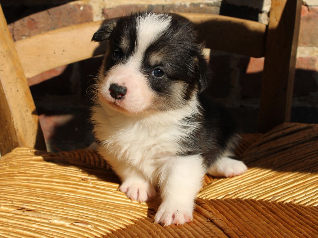 du clos d'Arlequin - Chiots disponibles - Welsh Corgi Pembroke